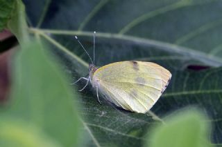 Byk Beyazmelek  (Pieris brassicae)