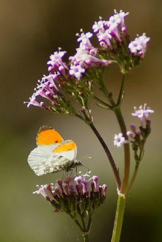 Turuncu Ssl (Anthocharis cardamines)