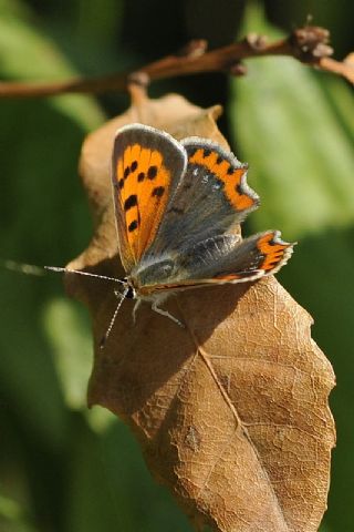 Benekli Bakr Gzeli (Lycaena phlaeas)