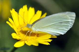 Da Beyazmelei (Pieris ergane)