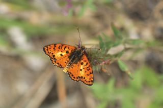 Benekli parhan (Melitaea didyma)