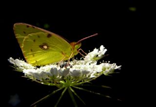 Sar Azamet (Colias croceus)