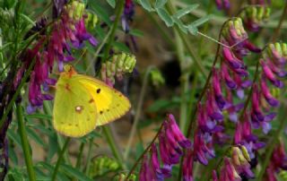 Sar Azamet (Colias croceus)