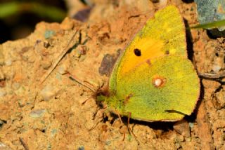 Sar Azamet (Colias croceus)