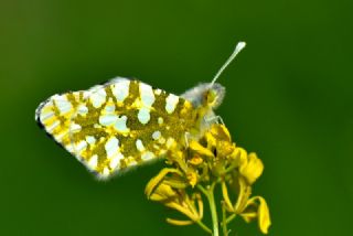 Da Oykls (Euchloe ausonia)