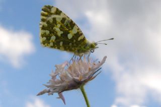 Da Oykls (Euchloe ausonia)