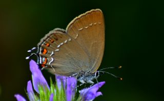 Byk Sevbeni (Satyrium ilicis)