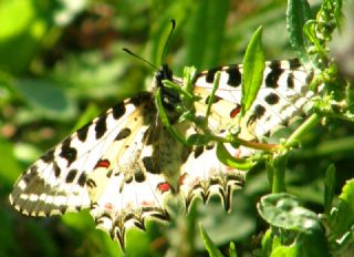 Orman Fistosu (Allancastria  cerisyi)