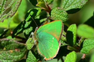 Zmrt (Callophrys rubi)