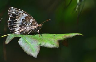 Kara Murat (Brintesia  circe)