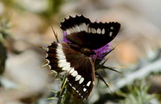 Kara Murat (Brintesia  circe)