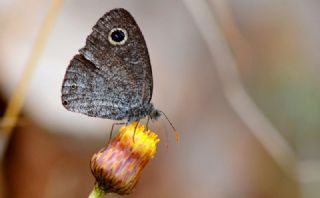 Karagz (Ypthima asterope)