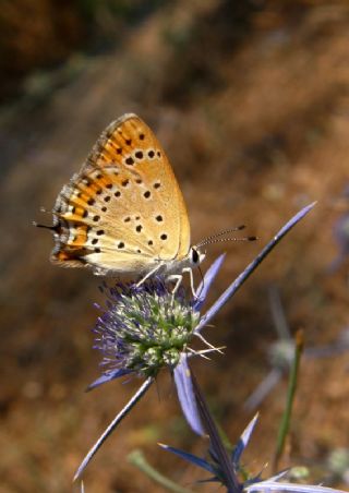 Kk Ate Gzeli (Lycaena thersamon)