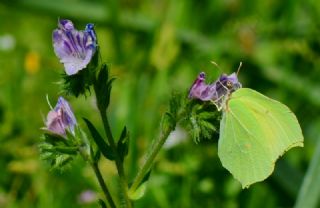 Orakkanat (Gonepteryx rhamni)