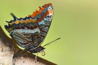 ift Kuyruklu Paa (Charaxes jasius )