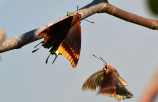 ift Kuyruklu Paa (Charaxes jasius )