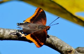 ift Kuyruklu Paa (Charaxes jasius )