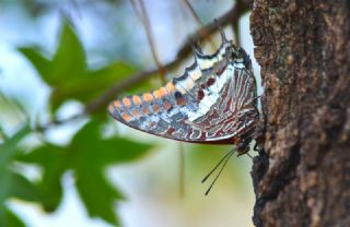 ift Kuyruklu Paa (Charaxes jasius )