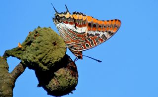 ift Kuyruklu Paa (Charaxes jasius )
