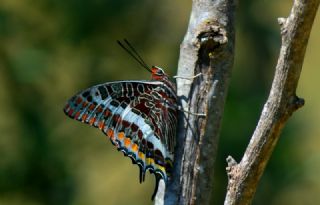 ift Kuyruklu Paa (Charaxes jasius )