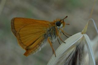 Sarı Antenli Zıpzıp (Thymelicus sylvestris)