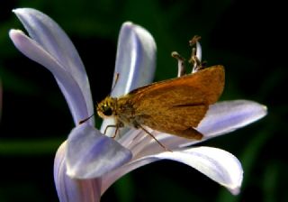 Sar Antenli Zpzp (Thymelicus sylvestris)