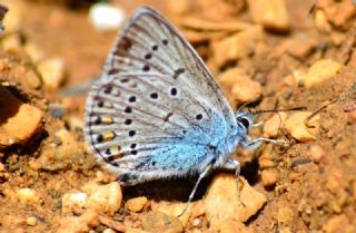 okgzl Amanda (Polyommatus amandus)