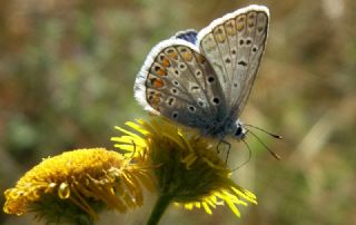 okgzl Mavi (Polyommatus icarus)