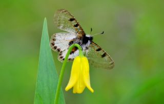 Yalanc Apollo (Archon apollinus)