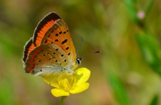 Osmanl Atei (Lycaena ottomanus)