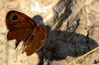 Karagz (Ypthima asterope)