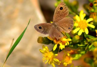 Karagz (Ypthima asterope)