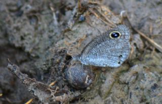 Karagz (Ypthima asterope)