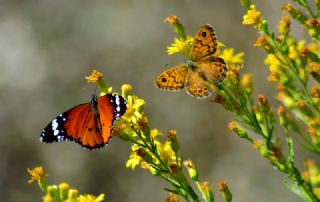 Sultan (Danaus chrysippus)