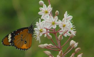 Sultan (Danaus chrysippus)