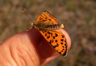 Benekli parhan (Melitaea didyma)