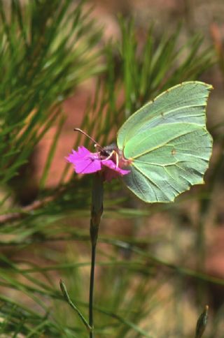 Anadolu Orakkanad (Gonepteryx farinosa)