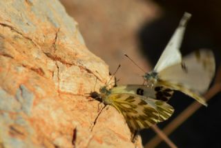 Kk Beneklimelek (Pontia chloridice)