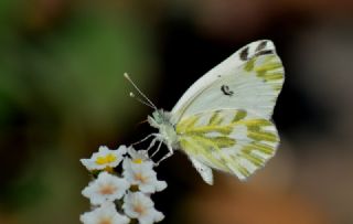 Kk Beneklimelek (Pontia chloridice)