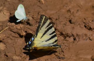 Erik Krlangkuyruk (Iphiclides podalirius)