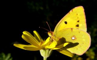 Sar Azamet (Colias croceus)