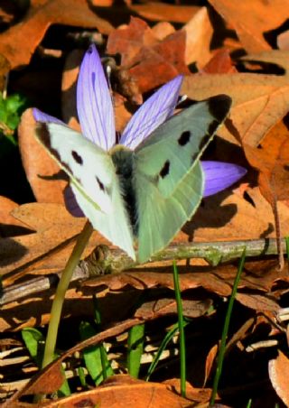 Byk Beyazmelek  (Pieris brassicae)