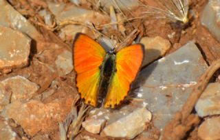 Alev Ategzeli (Lycaena kefersteinii)