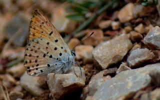 Alev Ategzeli (Lycaena kefersteinii)