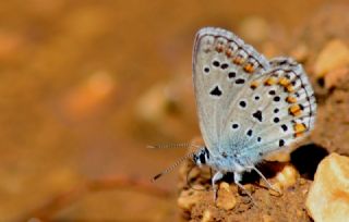 Anadolu Esmergz (Plebejus modicus)