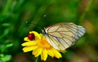 Al Beyaz (Aporia crataegi)