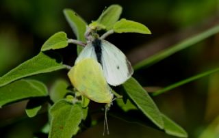 Kk Beyazmelek (Pieris rapae)