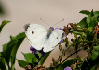Küçük Beyazmelek (Pieris rapae)