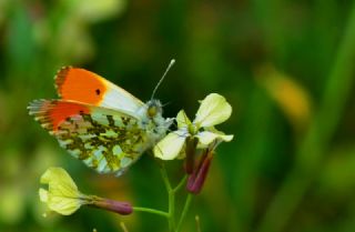 Turuncu Ssl (Anthocharis cardamines)