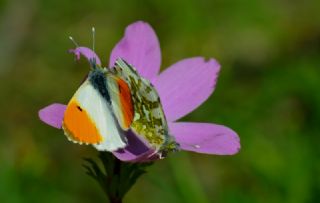 Turuncu Ssl (Anthocharis cardamines)